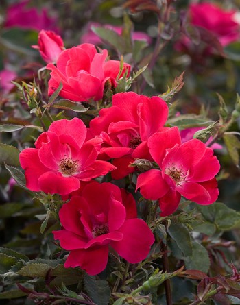 Greenheart Farms - The Knock Out® Family of Roses