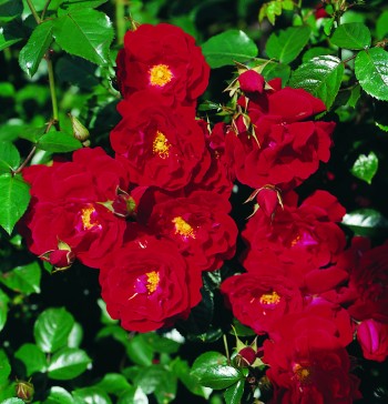 Greenheart Farms - Shrub Roses