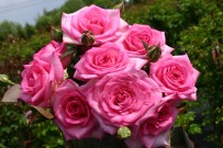 Eleganza® Wedding Bells™ — Kordes® Roses